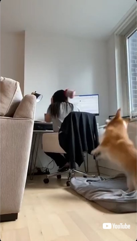 ぬいぐるみを頭に当てる犬