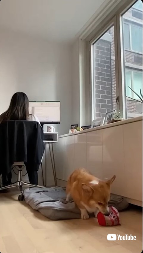 ぬいぐるみをくわえる犬