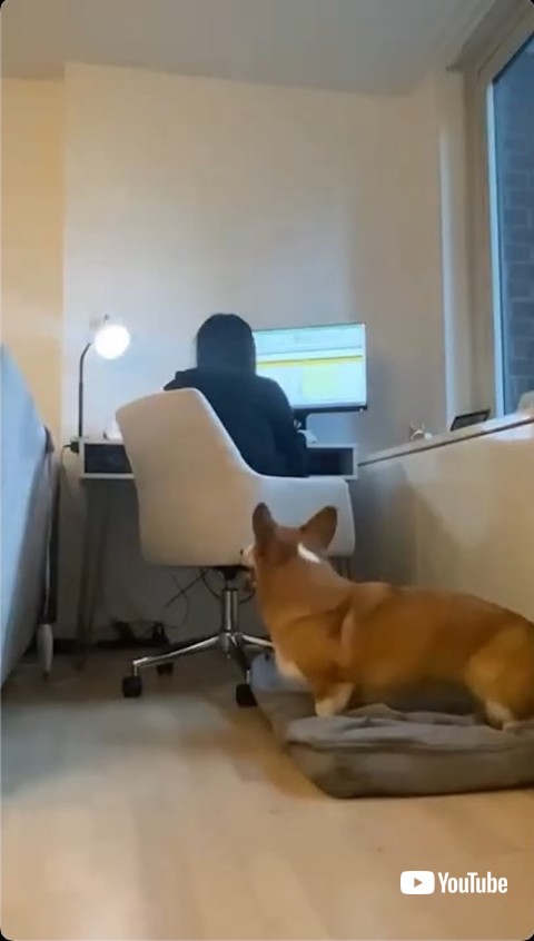 ライトをつける犬