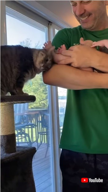 スリスリする猫