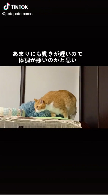猫の動画冒頭