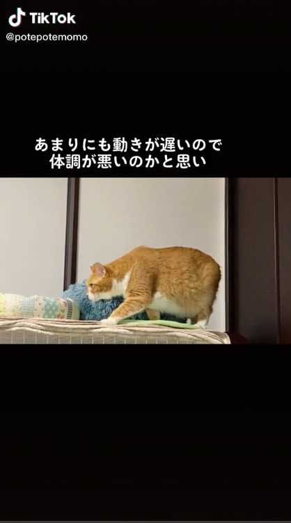 前足を出す猫のダヤンくん