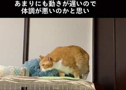 動きが遅い猫