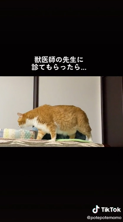 獣医師さんに診てもらった猫