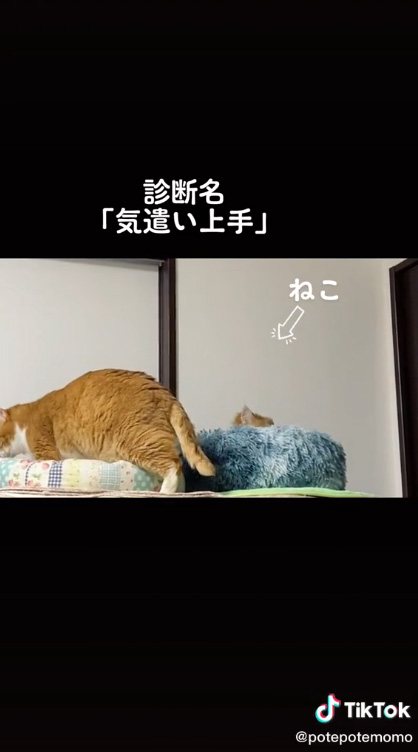 猫正面画像