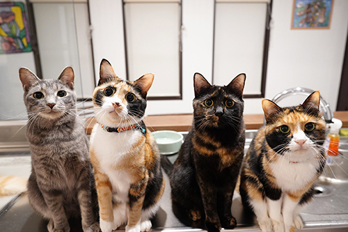 猫ちゃん4匹