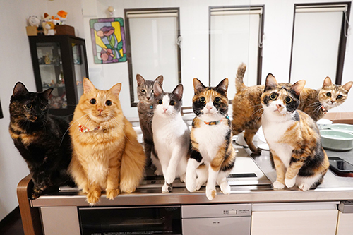 猫ちゃんいっぱい