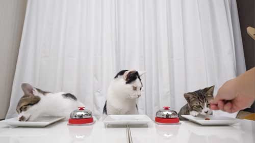 ベルを鳴らす子猫