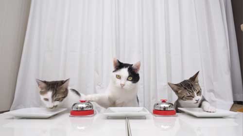 ベルを鳴らす猫