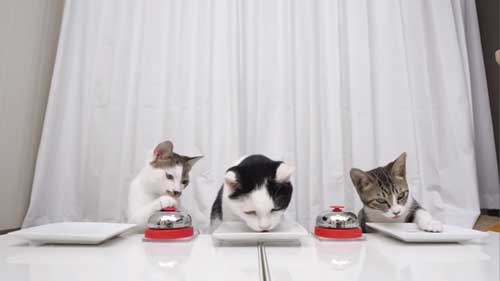 子猫がおかわりをさいそく