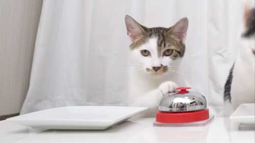 子猫の兄くるるくん