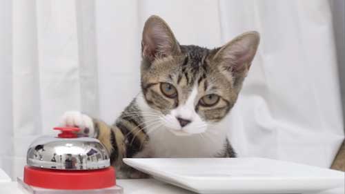 子猫の妹まるるちゃん