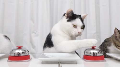 手慣れたベル鳴らしを披露する猫