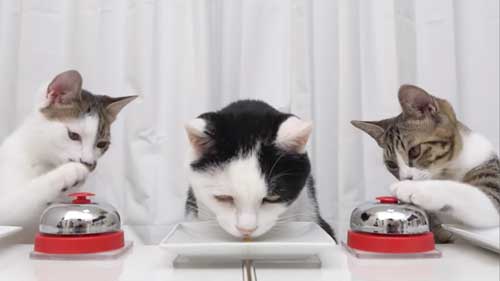 交互にベルを押す子猫