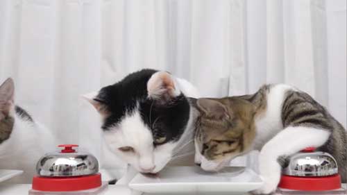 盗み食いされそうな猫