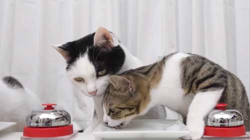 盗み食いする子猫