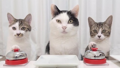 ベルを鳴らす猫