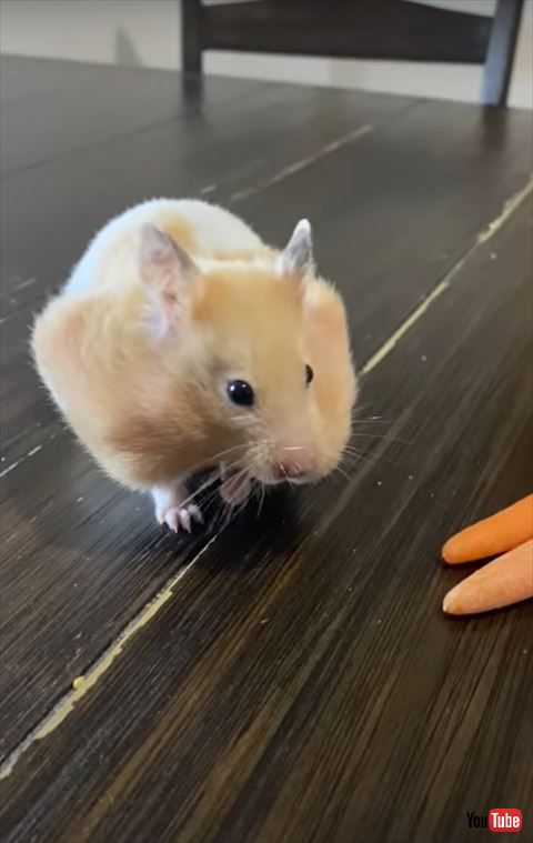 ハムスター横顔