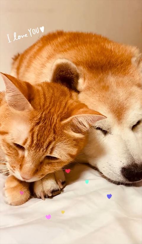 前足をそろえて寝る2匹