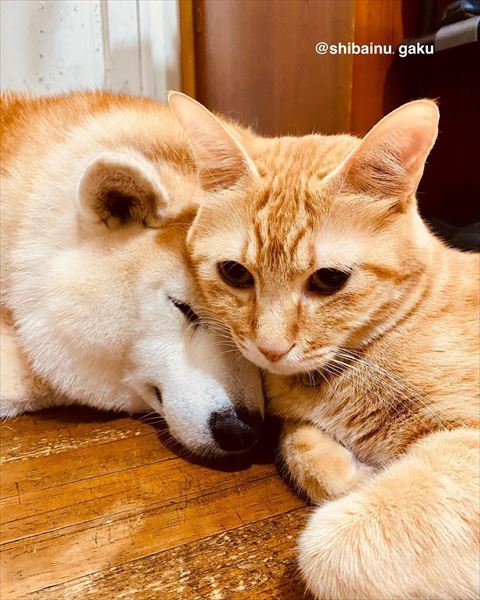 寝ている柴犬に体寄せる猫ちゃん