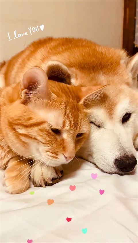 ワンコに顔を寄せる猫