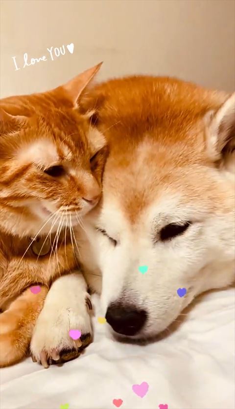 ほっぺたすりつけるにゃんこ