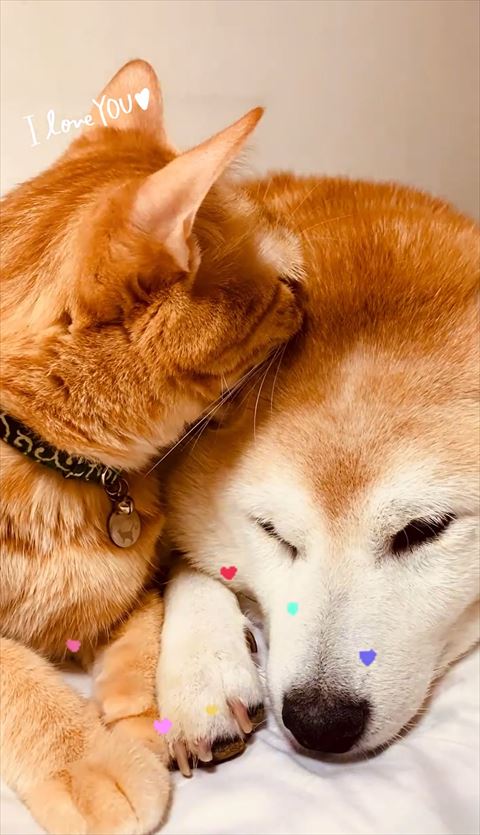 ワンコの頭にキスするにゃんこ