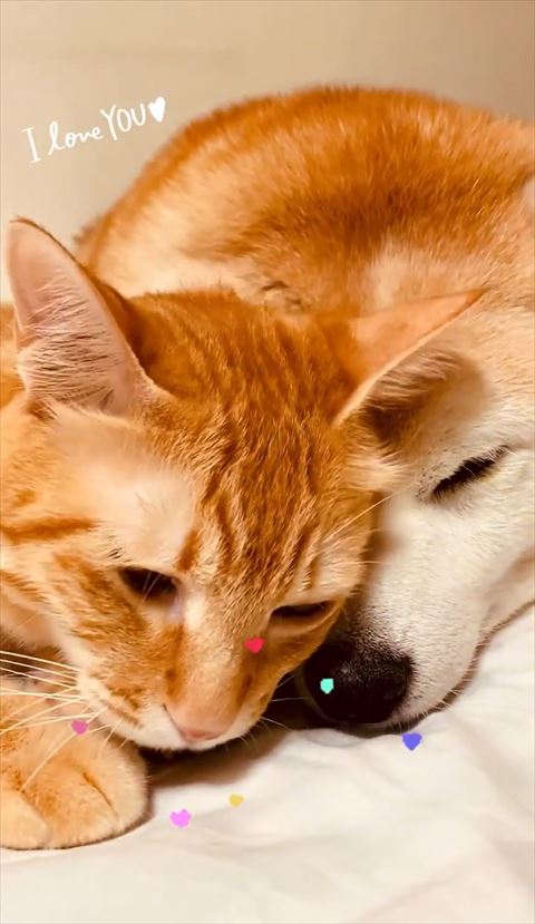 ワンコの鼻に頭のせるにゃんこ