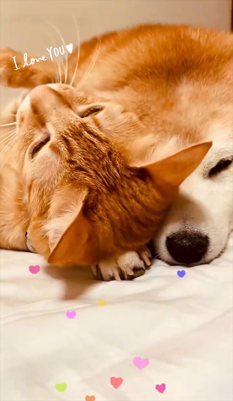 あお向けになるにゃんこ