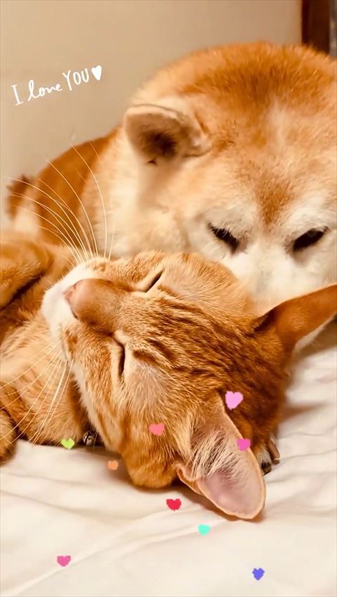 あお向けでうっとりするにゃんこ