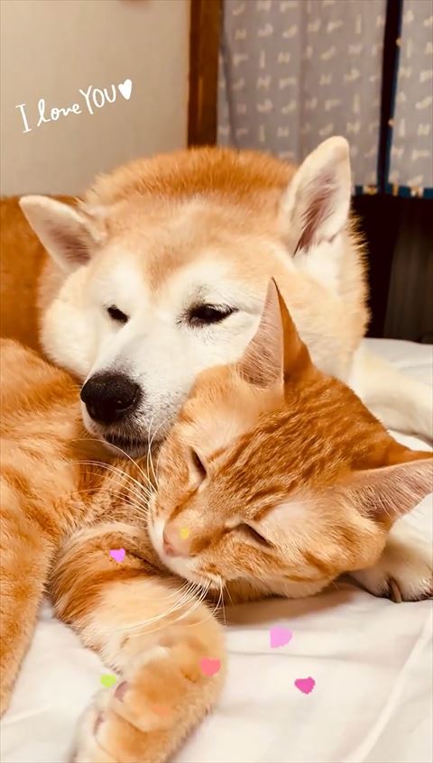 にゃんこにアゴのせるワンコ