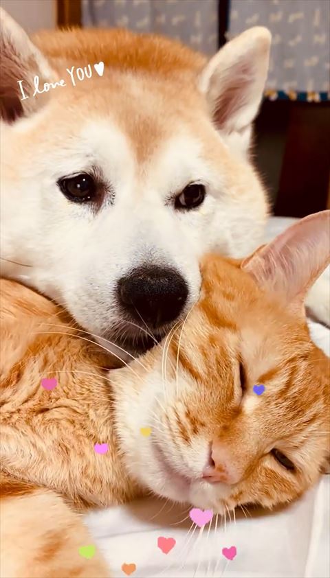 にゃんこにアゴのせるワンコアップ