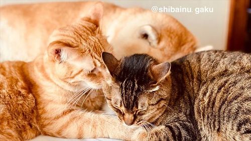 寝ている柴犬に体寄せる猫ちゃん