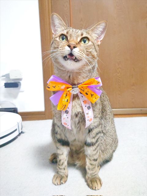 ハロウィーン仕様のリボン