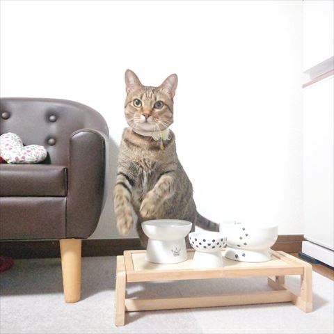 走り出す瞬間のもなちゃん