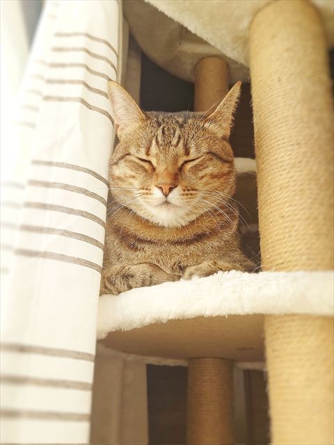 寝てる猫ちゃん