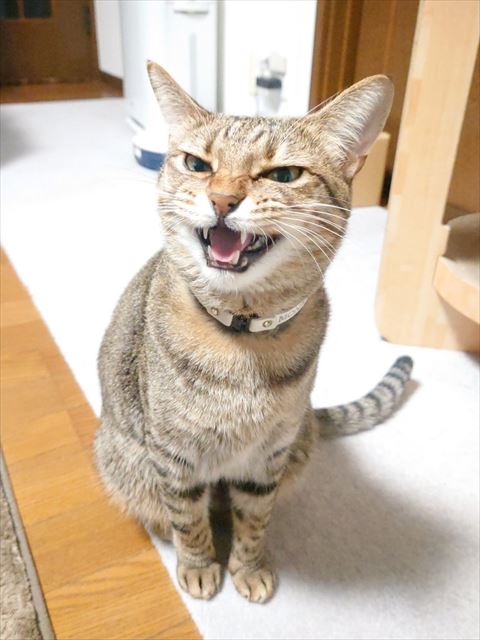 怒って鳴いてる表情