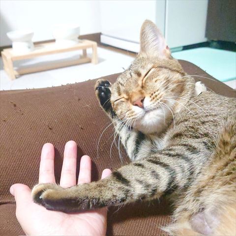 飼い主の手に前足添えてる