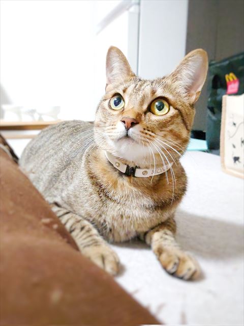 伏せして見上げてる