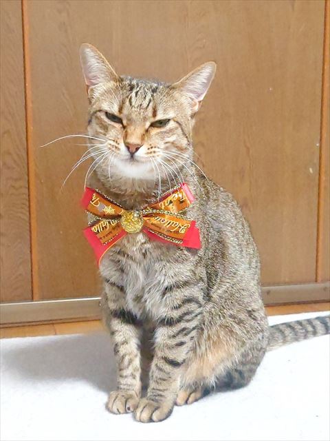 赤と黄色のリボン