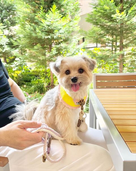 ヒザの上に座るワンコ