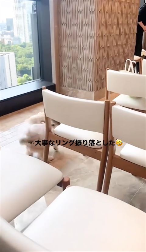 リング落としたテロップ