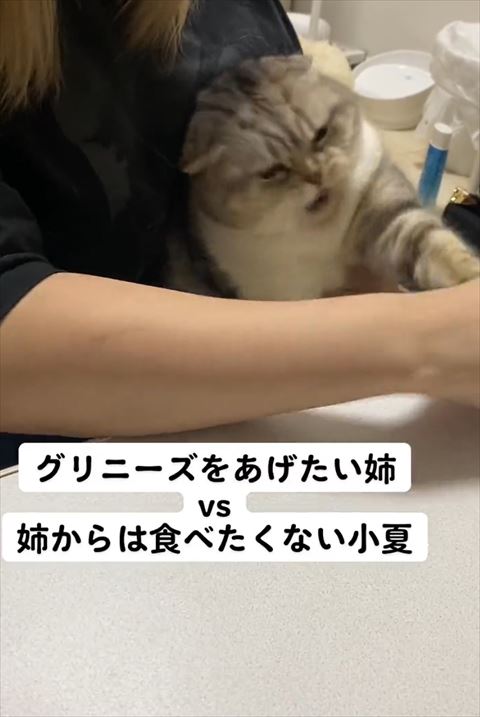 口あけて猫パンチ