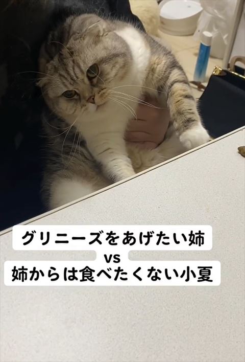 けだるそうな猫ちゃん