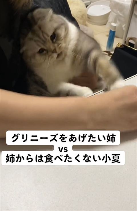 軽く口あけて猫パンチ