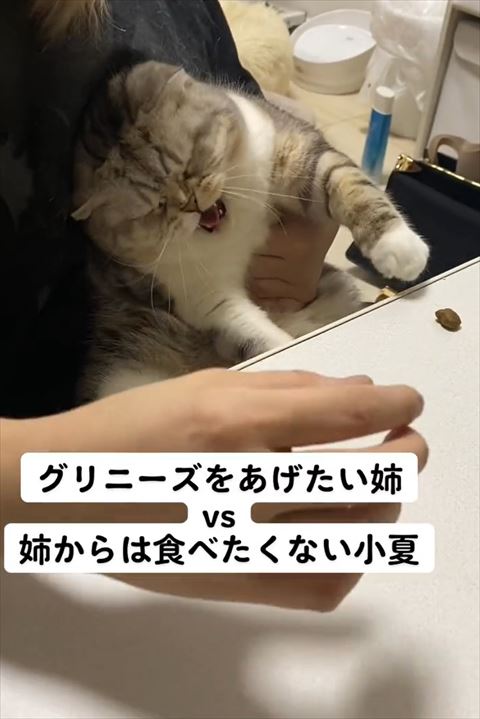 目つぶってシャー