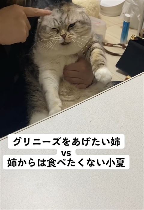 頭なでられてる