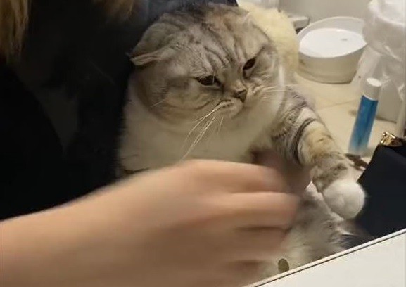 激おこ猫