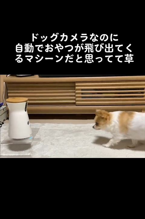 寝る飼い主と猫
