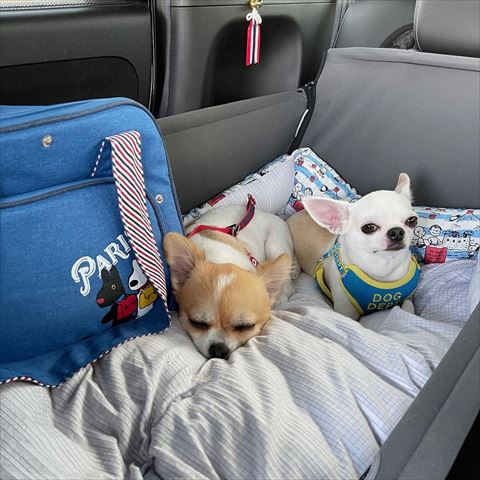 車内の寝そべってる2匹